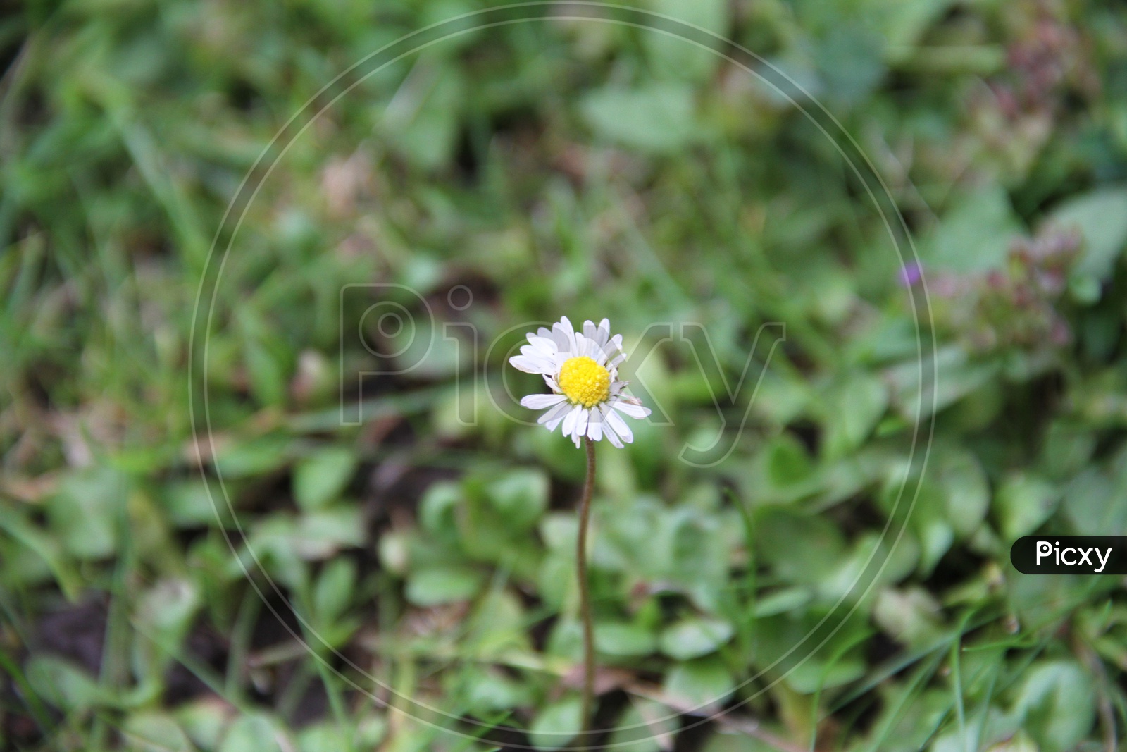 Oxeye Daisy Flower