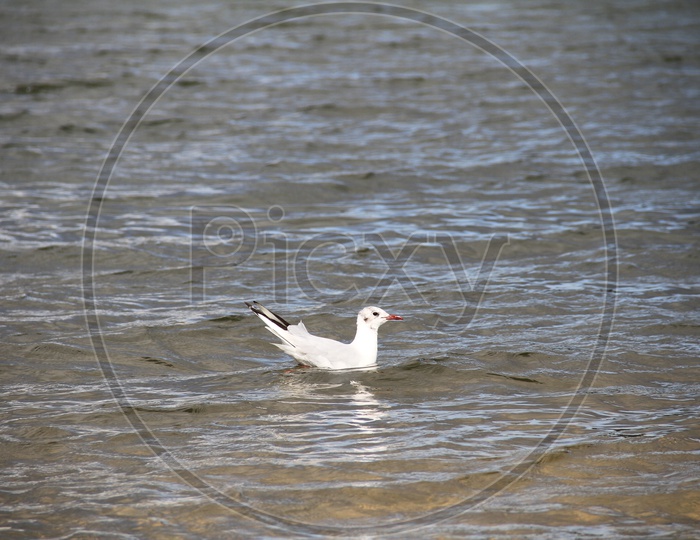 European herring gull Bird in a Lake