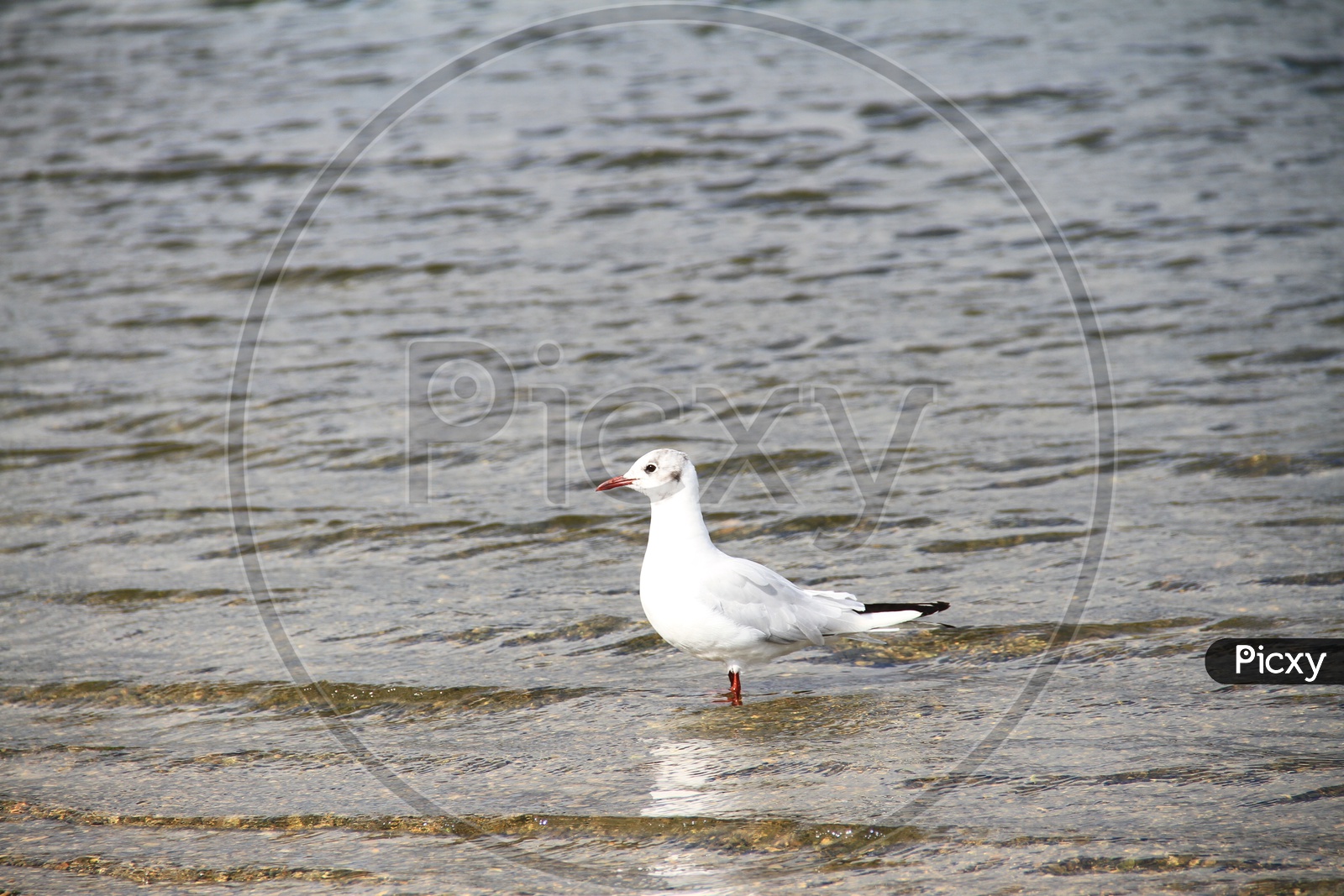 European herring gull Bird in Lake