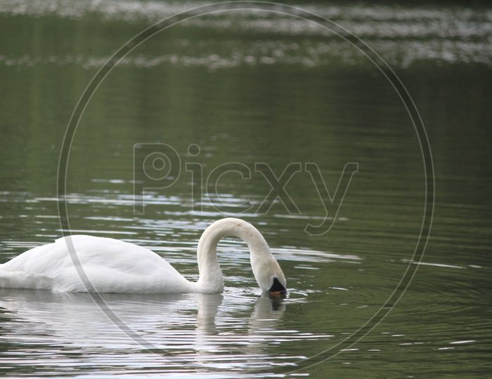 A White Swan Searching for Fish in Water to Eat