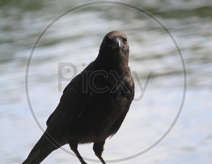 Crow Looking into Camera with Lake in Background