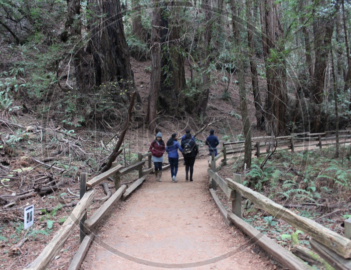 Tourists taking a walk along the Muir Woods