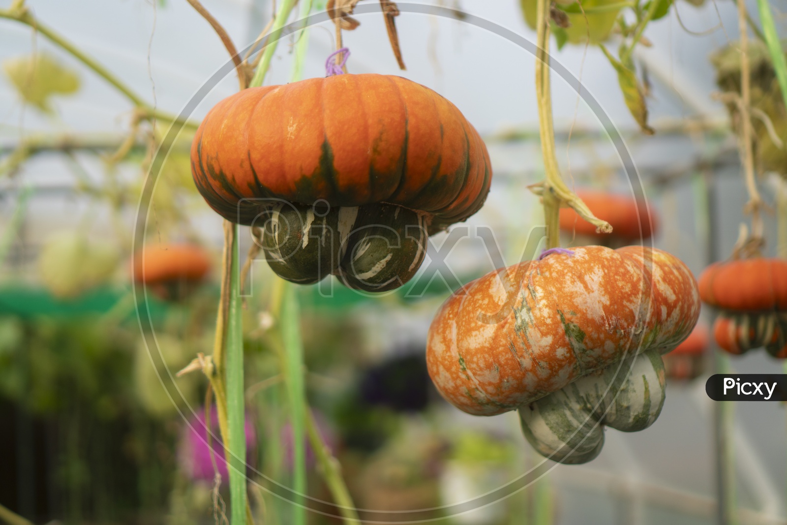 Pumpkins Growing In an Organic Farm