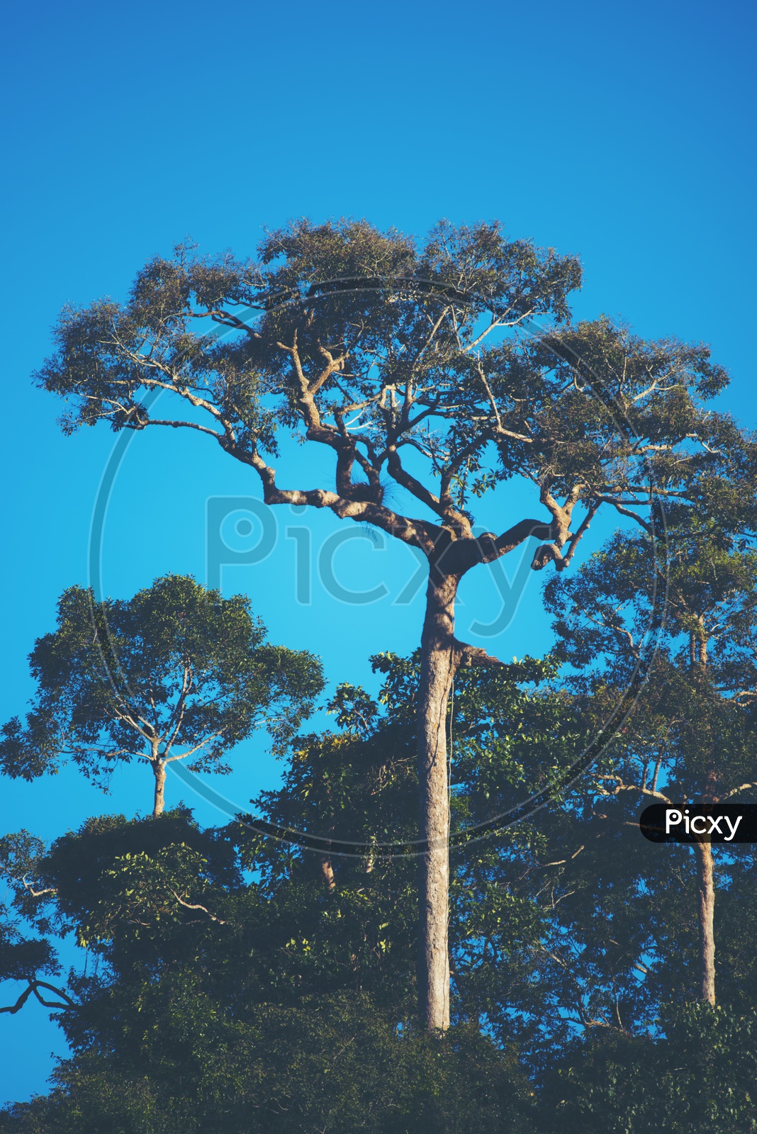 Trees In Tropical Forest With Blue Hour Sky