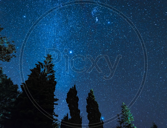 Silhouette Of Pine Trees over Star Gazing Of Milkyway Galaxy