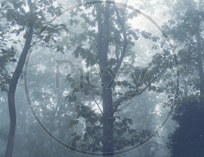 Foggy morning in the tropical forest