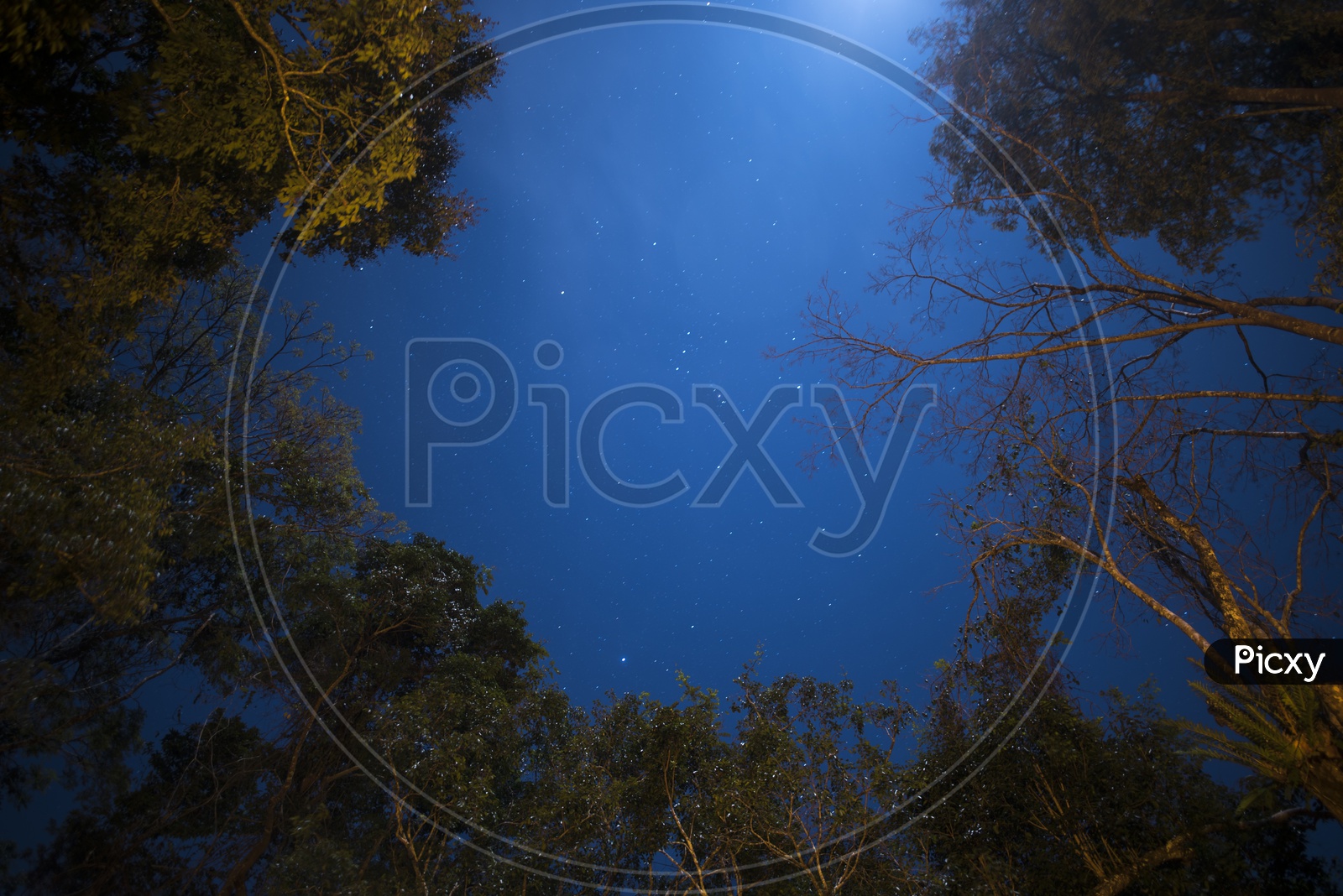 Canopy Of Trees With Blue Sky And Star Gazing in Sky Forming a Background