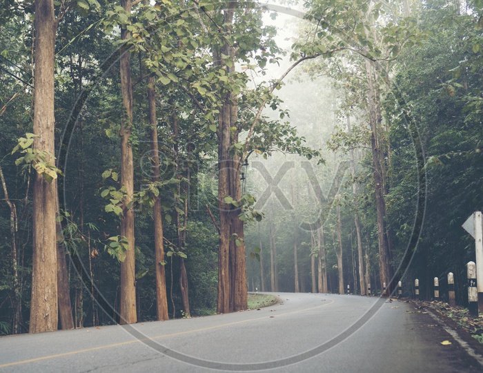 Road through trees & foggy morning in the tropical forest