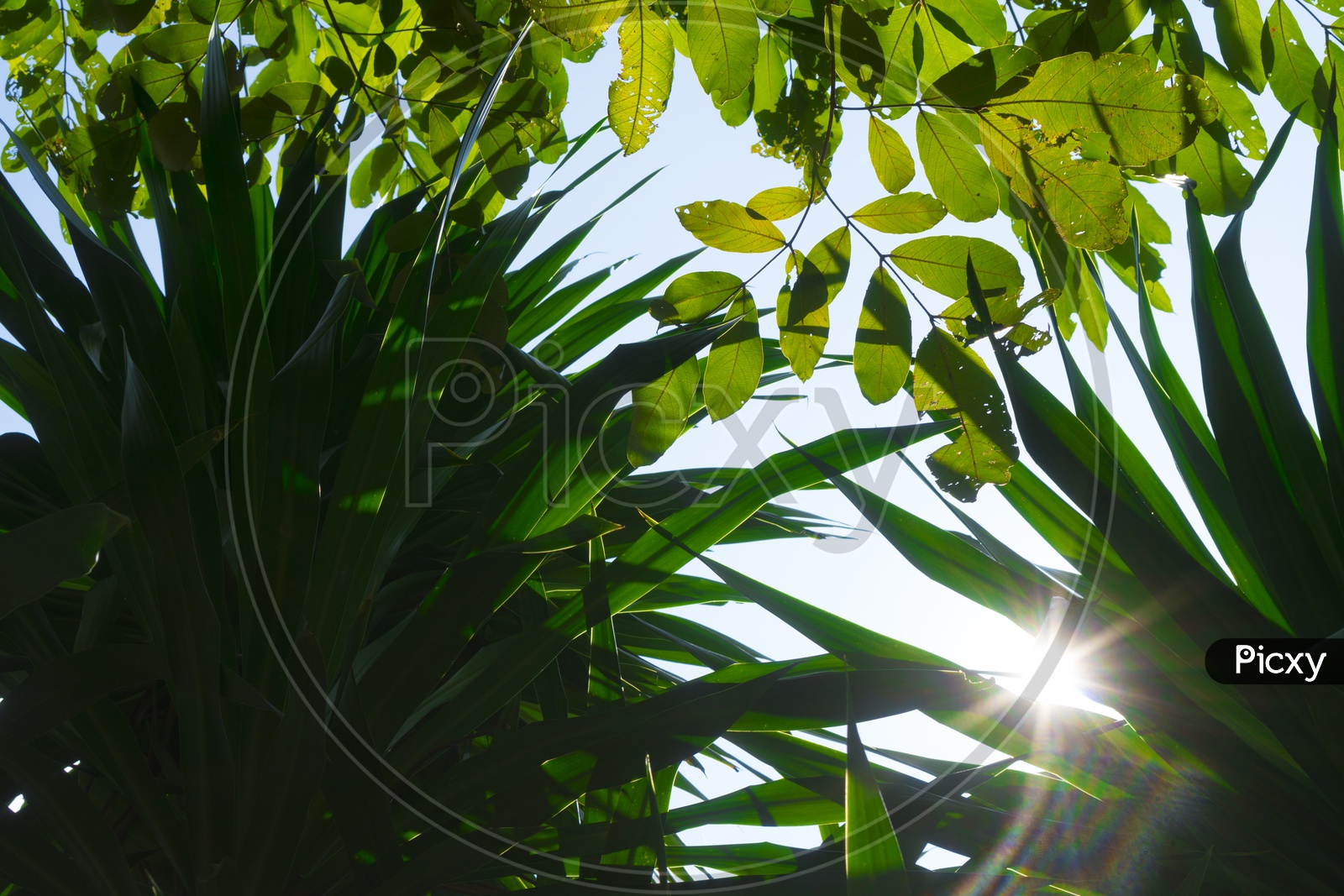 Creative layout made of sun rays through green leaves. Flat lay. Nature concept