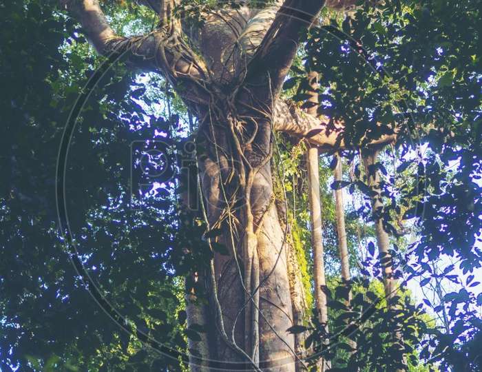 Banyan tree in Khao Yai National Park, Thailand