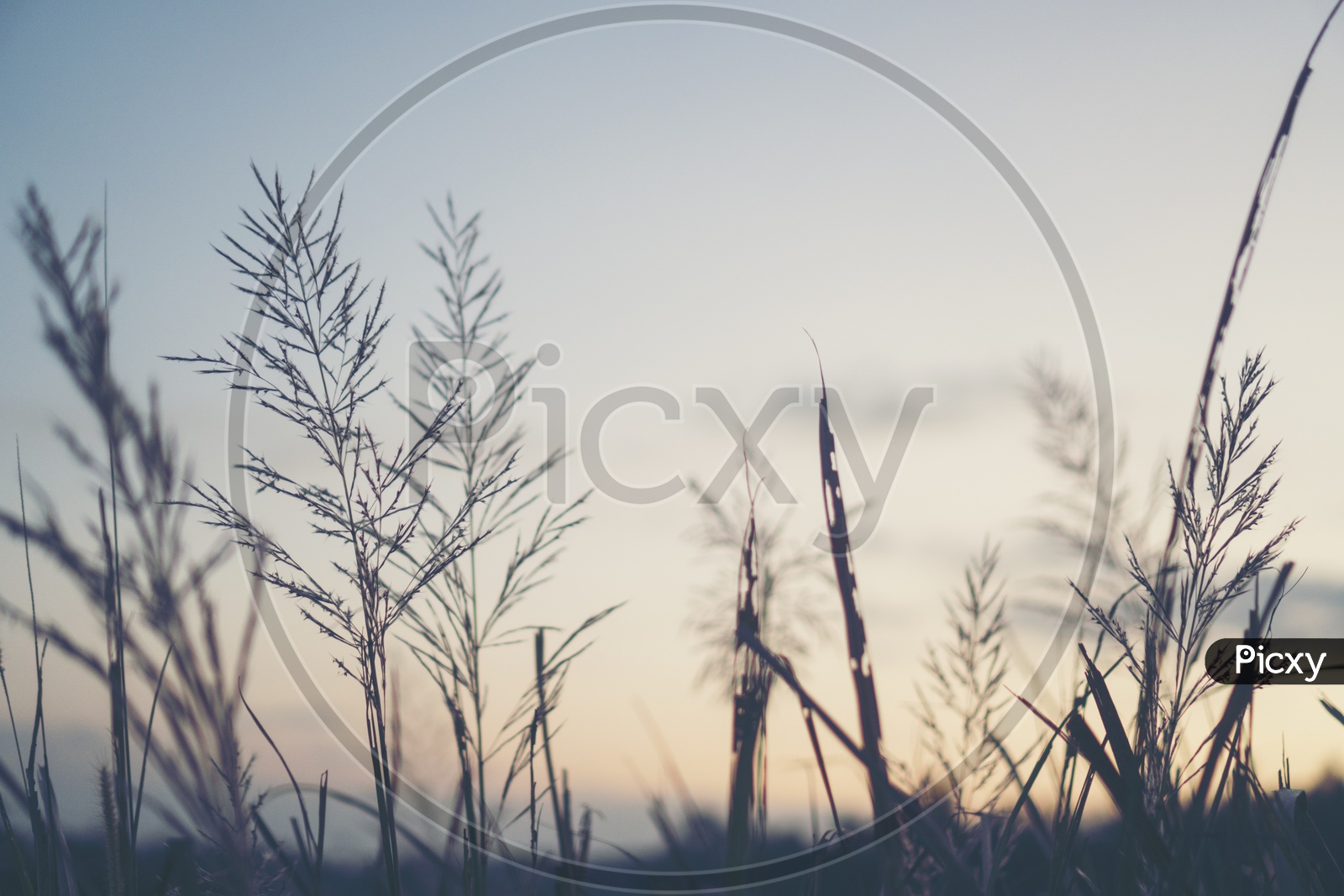 Silhouette of a grass flowers during sunset