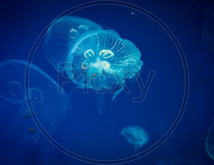 jellyfish in blue water, sea life