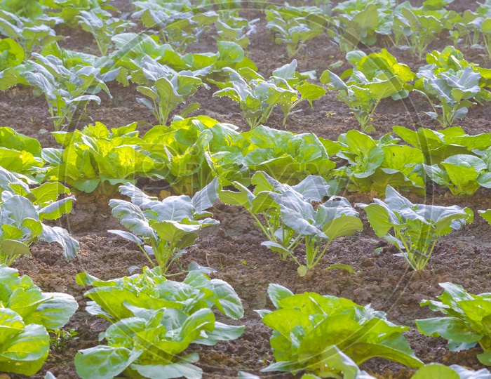 Vegetable Farming Field With Plants Growing In Soil Closeup
