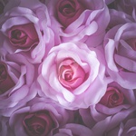 ROSE❣️ 0d93e89d873db68bd1f8f8603b38bd