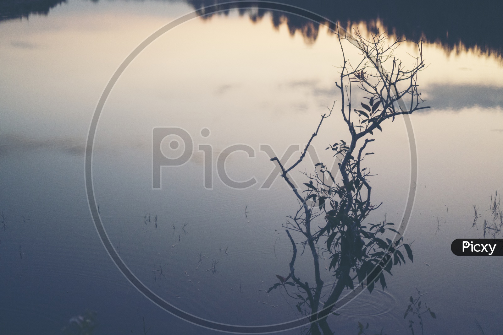 Silhouette of a plant in the lake during sunset