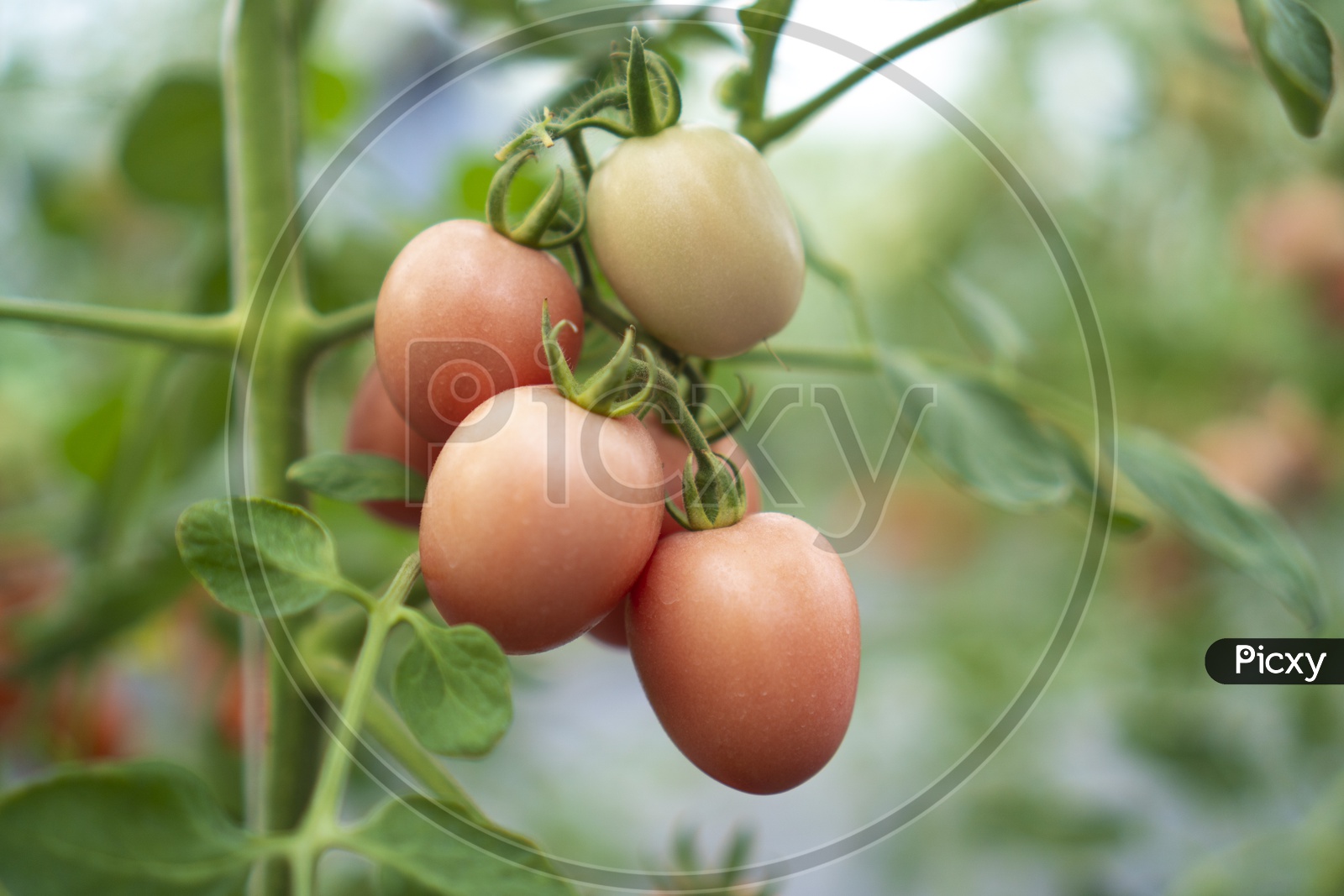Tomatoes Growing In a Organic Farm  or Green House  by Modern Techniques
