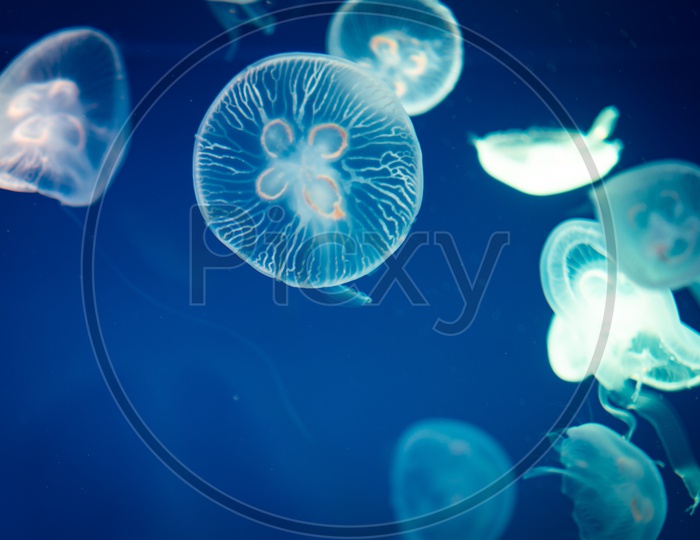 Close up of jellyfish in blue water, sea life