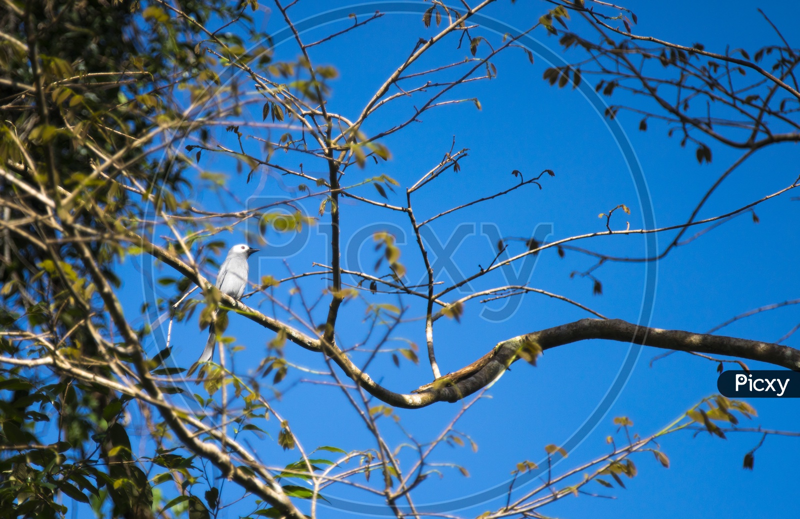 Ashy Drongo on a tree branch with blue sky background