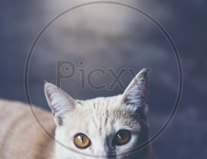 Close up of a Thai white cat