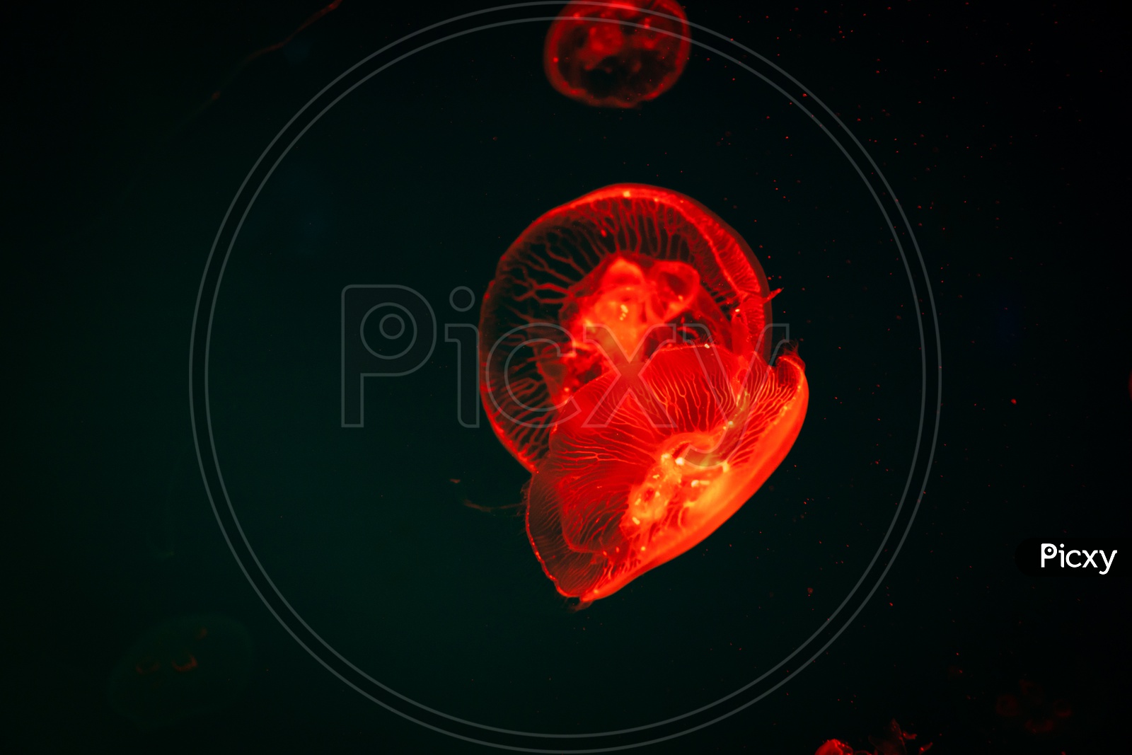 Close up of Sea Moon jellyfish with blue light background