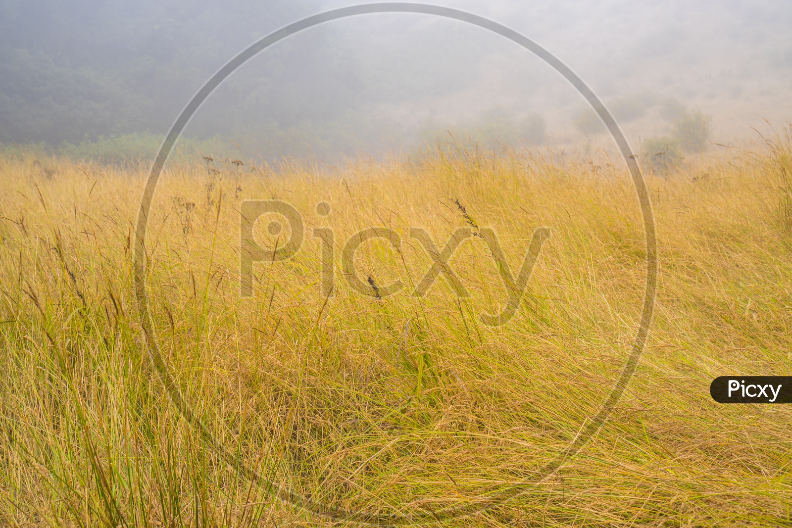 Golden Grass In a Tropical Forest of Doi Inthanon National Park