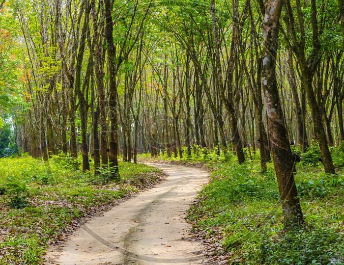 Pathways in Rubber Plantations With Rubber Trees On Both Sides