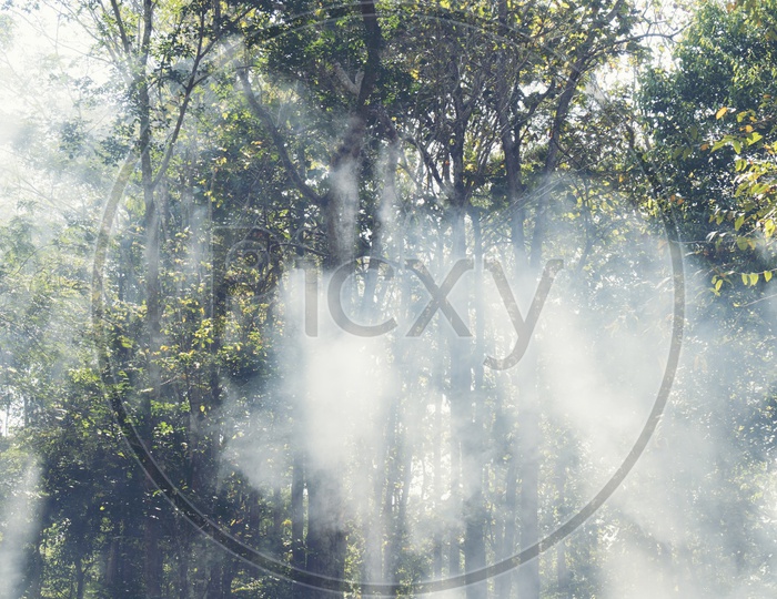 Lower view of trees during a foggy morning in the tropical forest