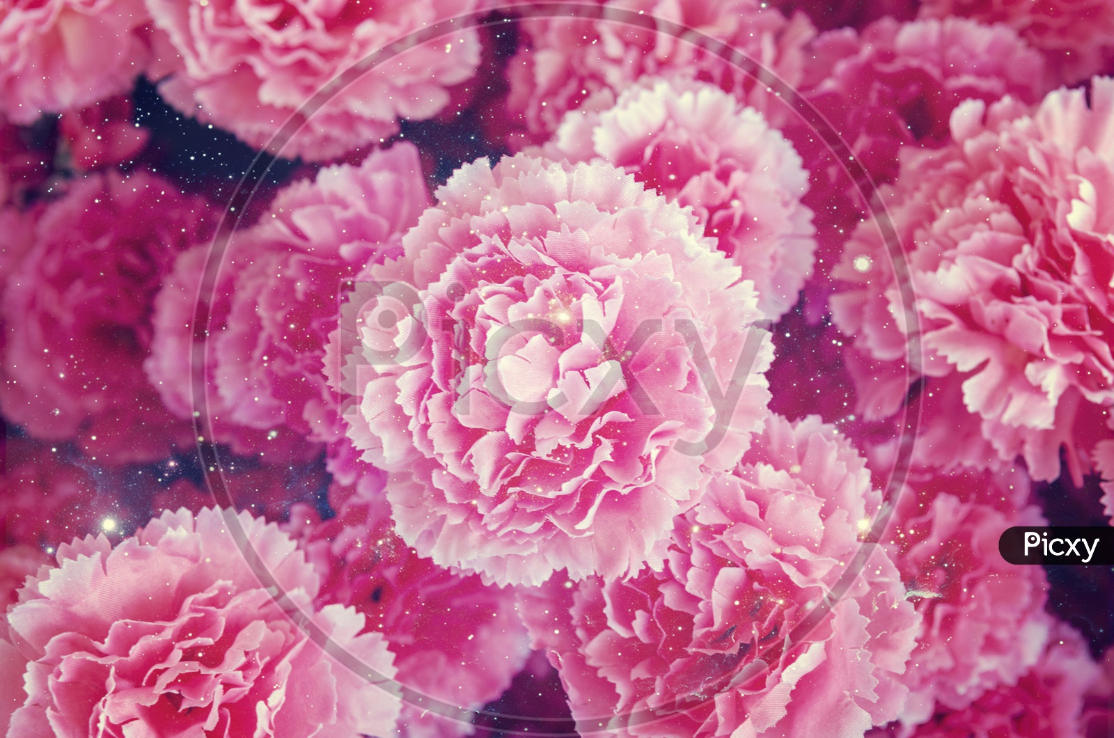 Pink flowers background for Valentine's Day, vintage filter image