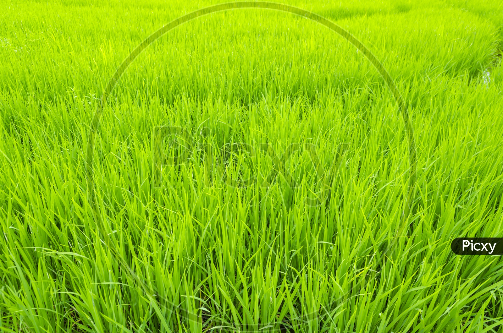 Green paddy rice field, Thailand