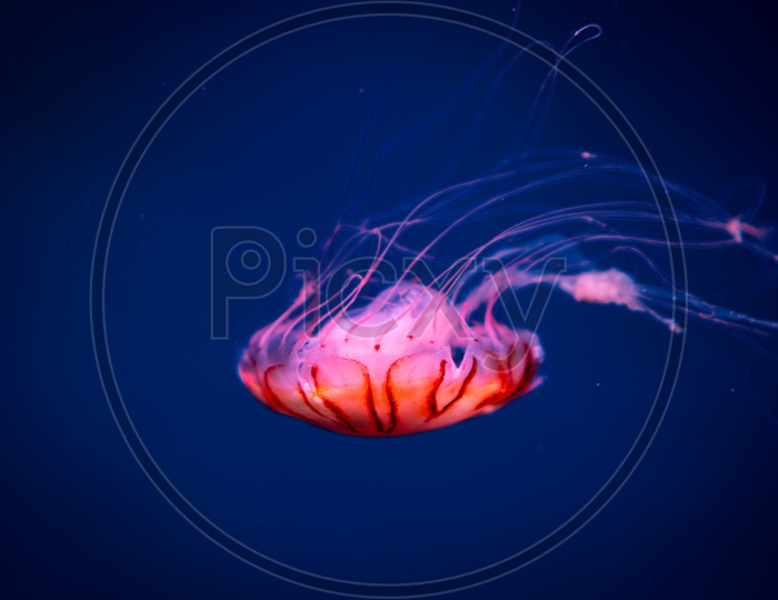 Close up of jellyfish in blue water, sea life