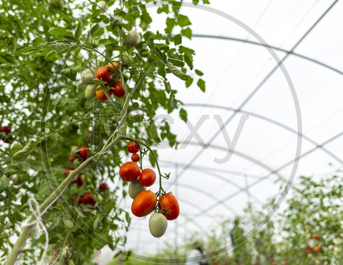 Cultivation Of Tomatoes in Greenhouses  Closeup