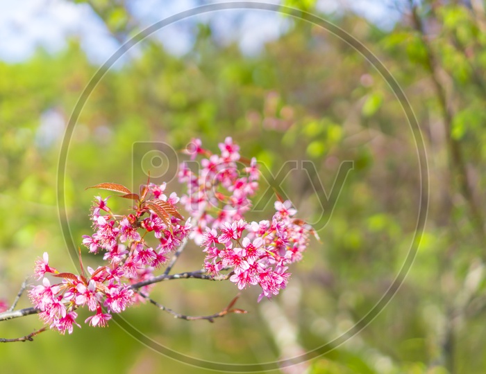Blossom pink flower tree over nature background, Spring flowers background