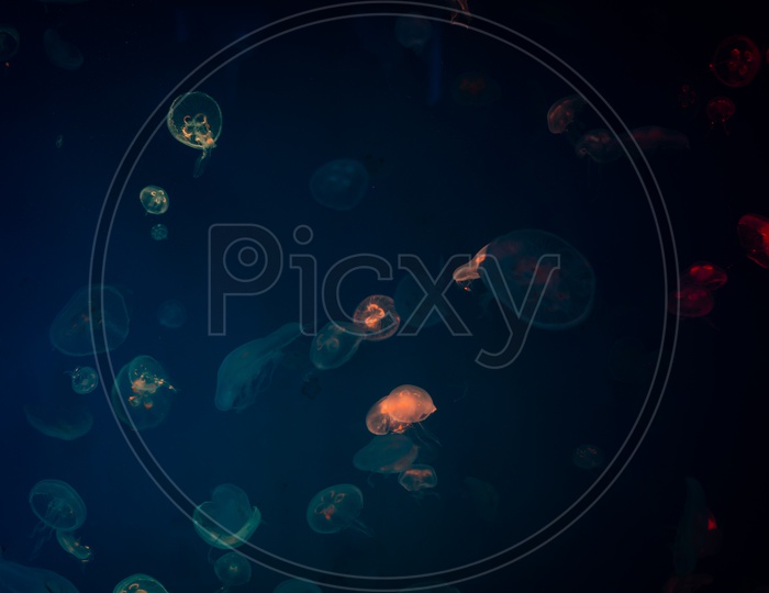 Beautiful view of Sea Moon jellyfishes with blue light background