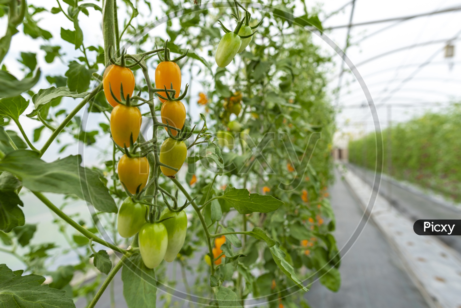 Cultivation Of Tomatoes in Greenhouses