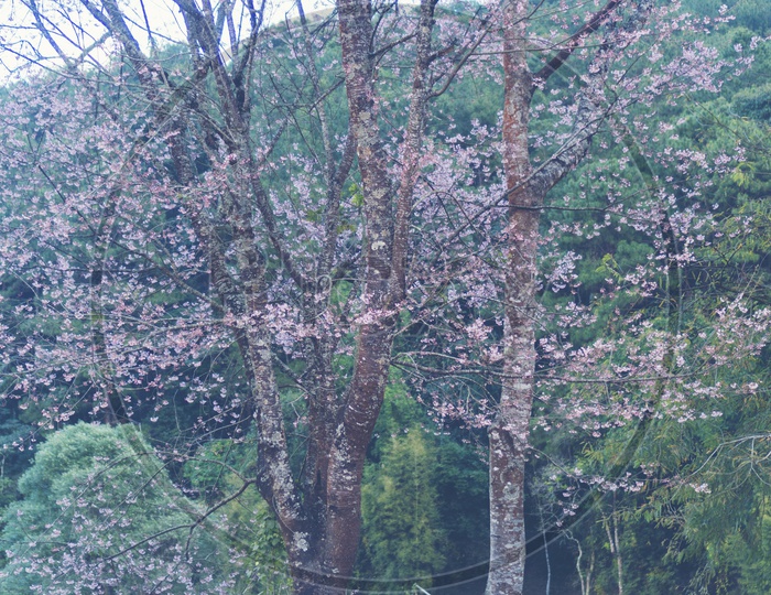 Cherry Blossom Flowers Blooming In Tropical Forest