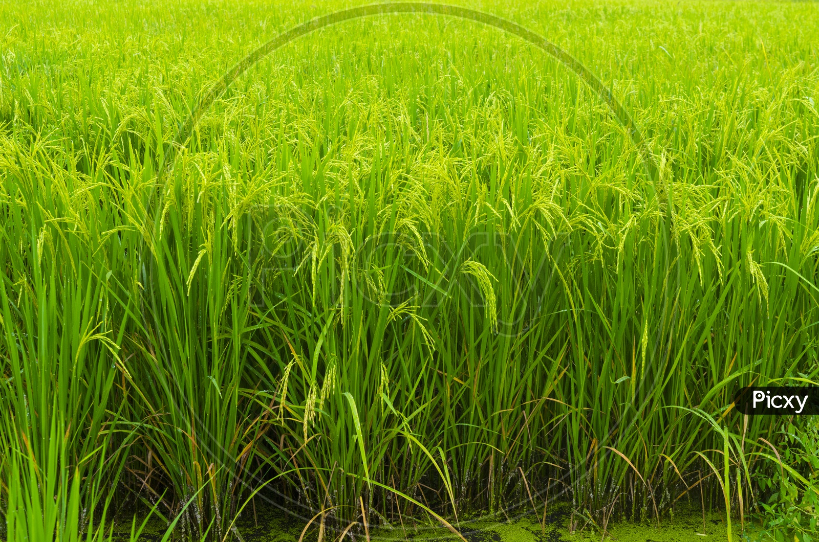 Young Rice Ears In a Paddy Field
