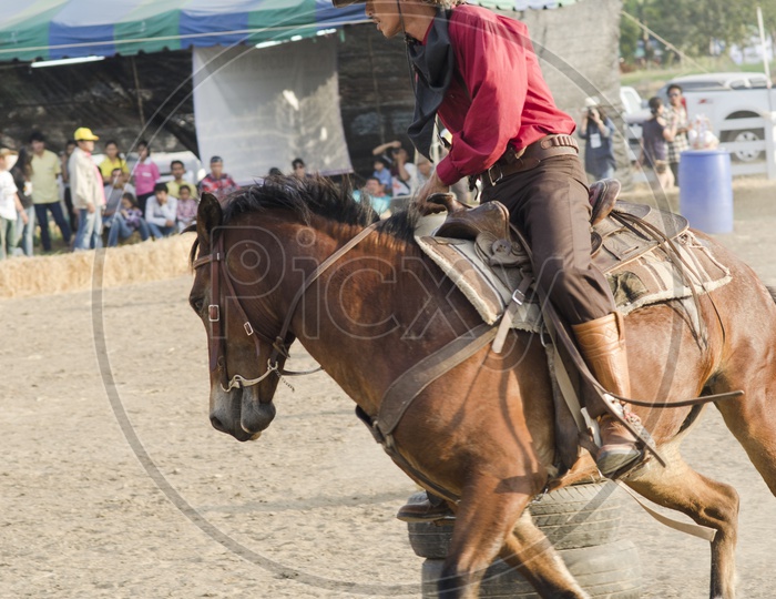 Equestrian Riding Horse in a Track