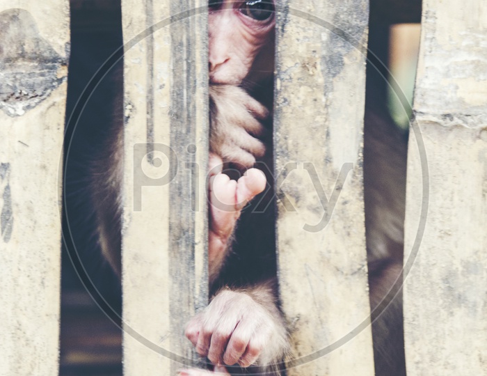 monkey in cage