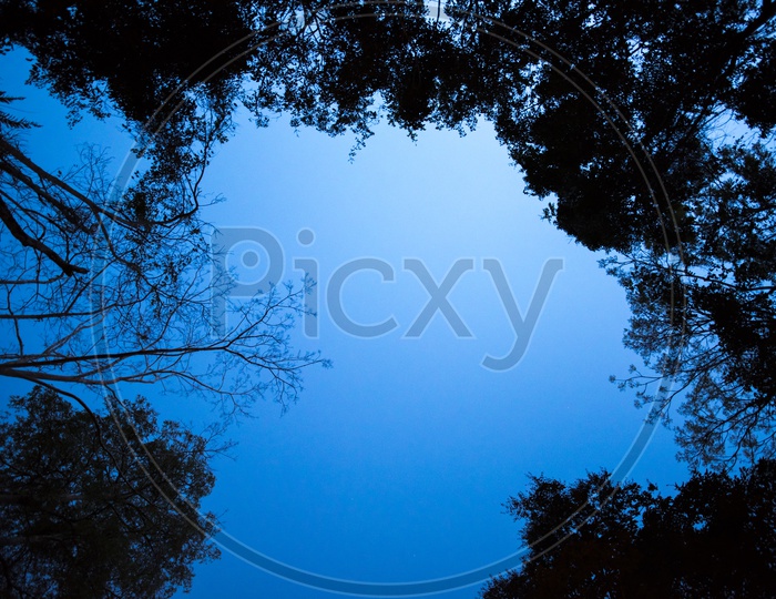 Silhouette Of  Trees Canopy Over Blue Hour Sky