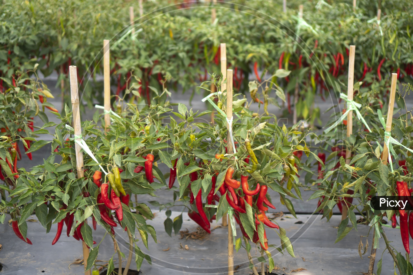Chili plants Growing In a Modern Greenhouses