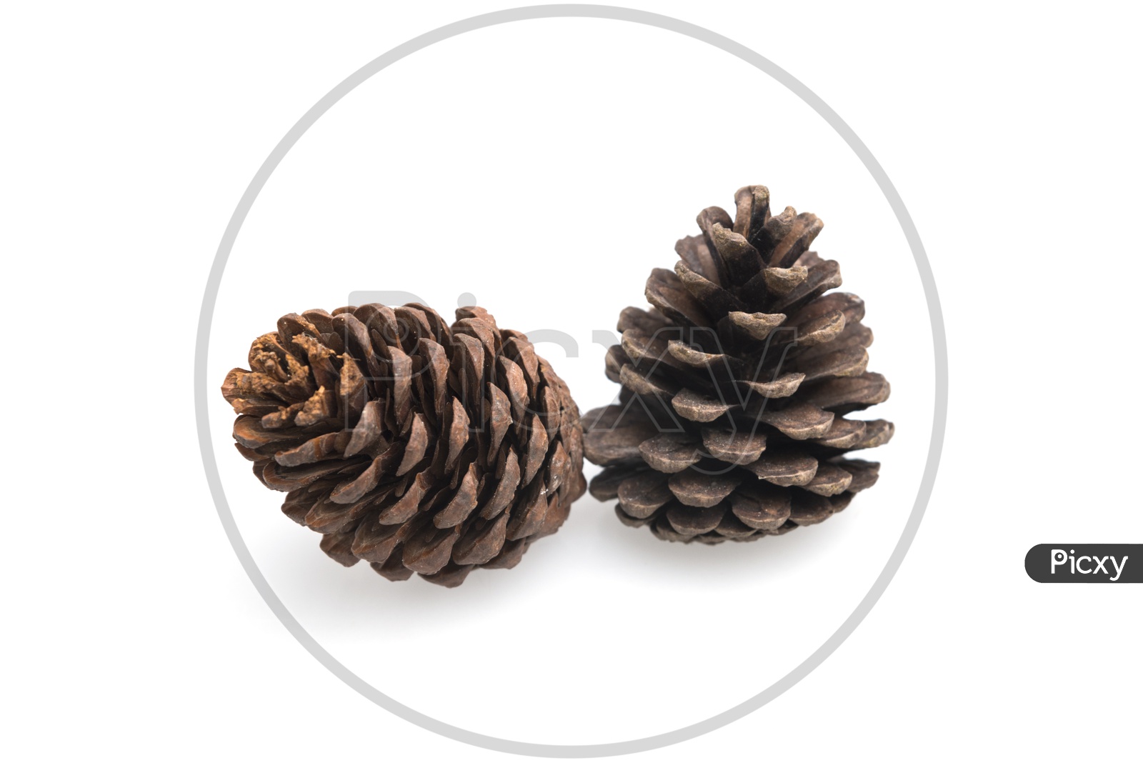 Two Pine cones of Thailand