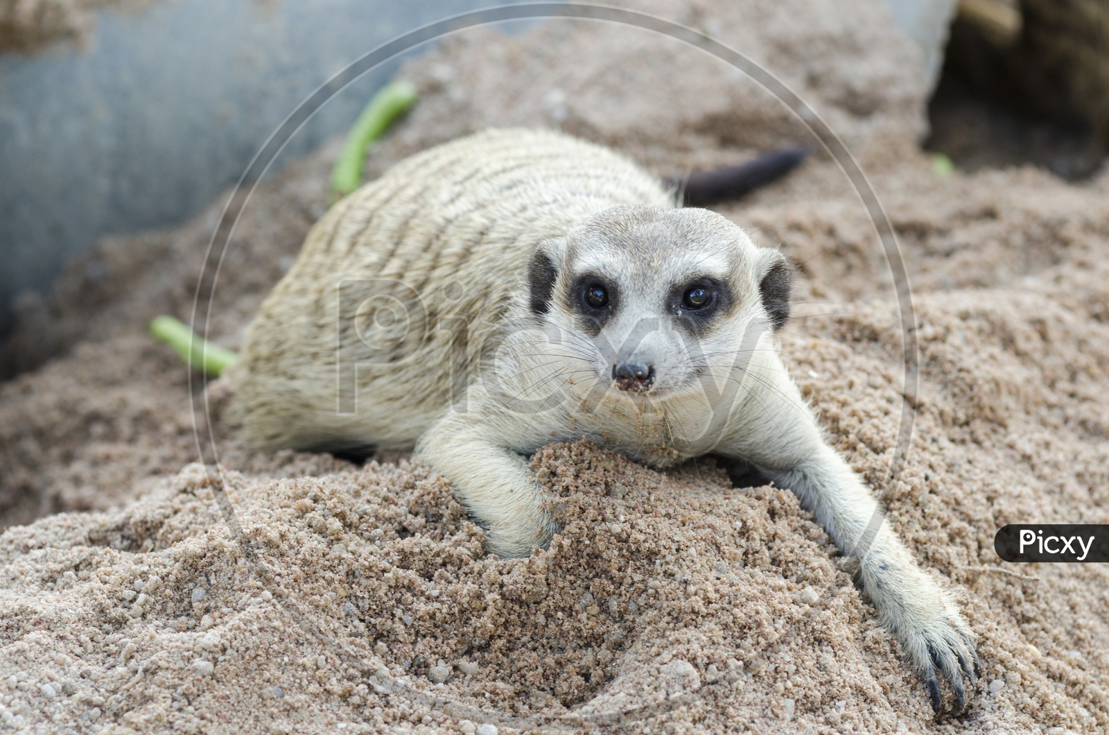 Suricata or suricatta or meerkat  Sitting In Sand