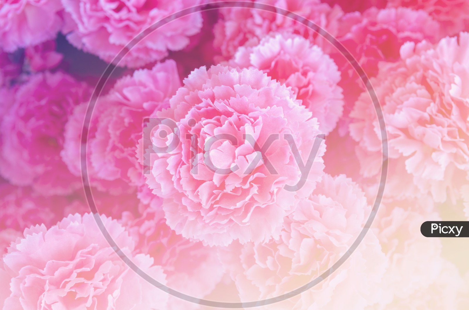 Pink flowers background for Valentine's Day
