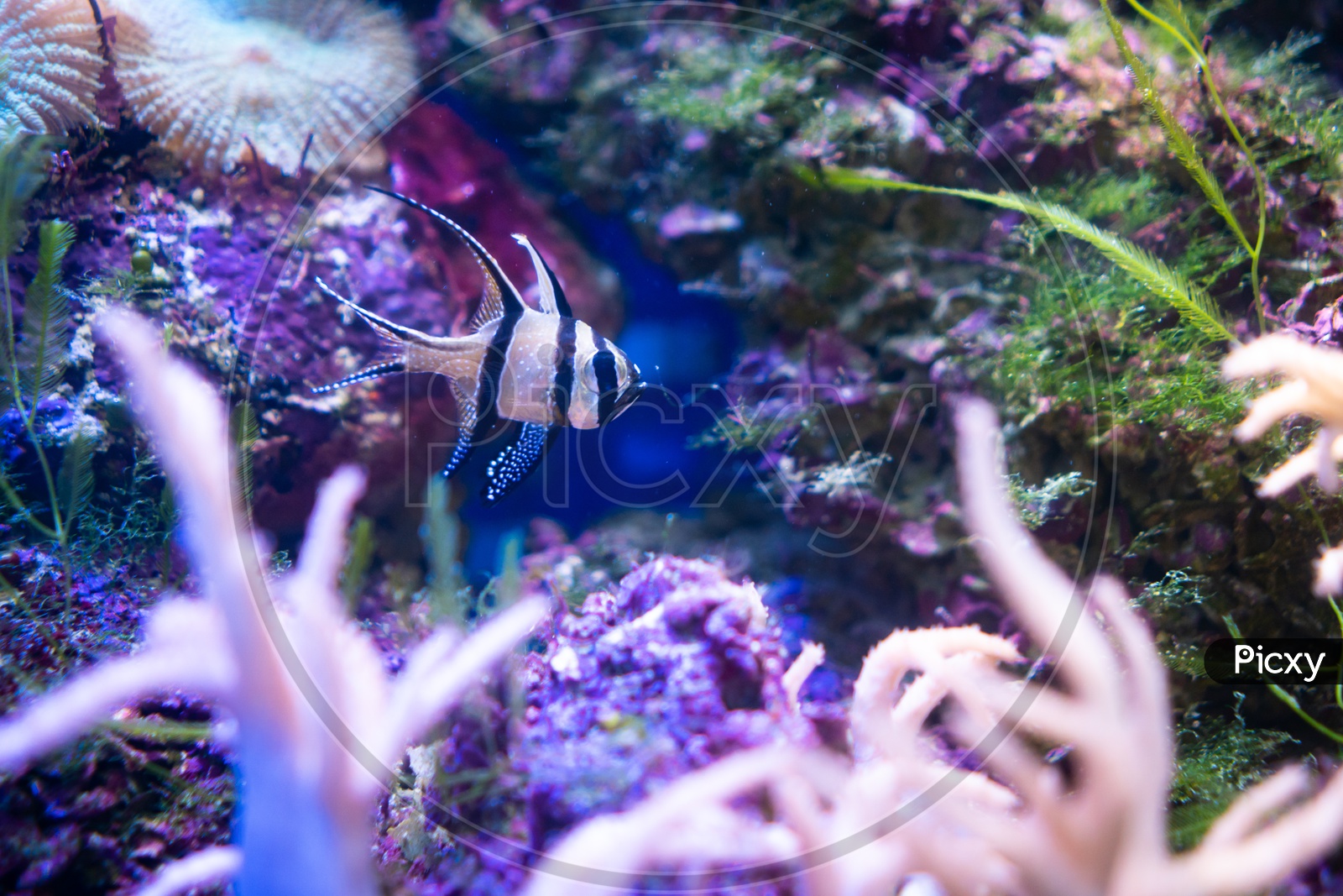 Close up of small fish in reef aquarium moment