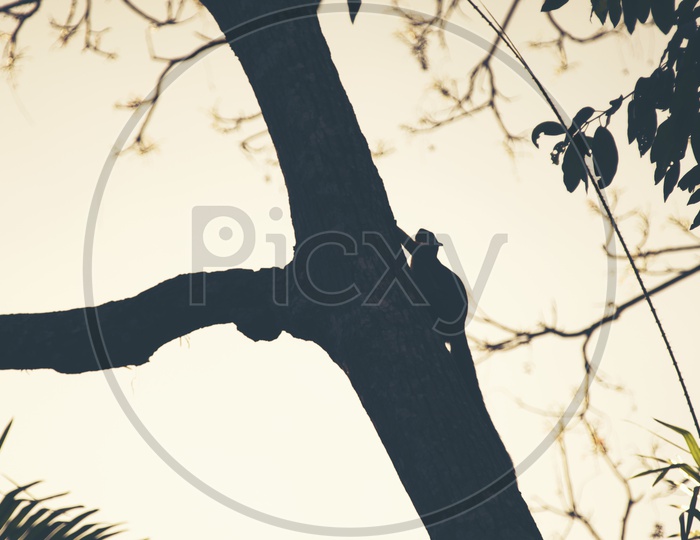 Silhouette of a Black giant squirrel on the tree at National Park in Thailand