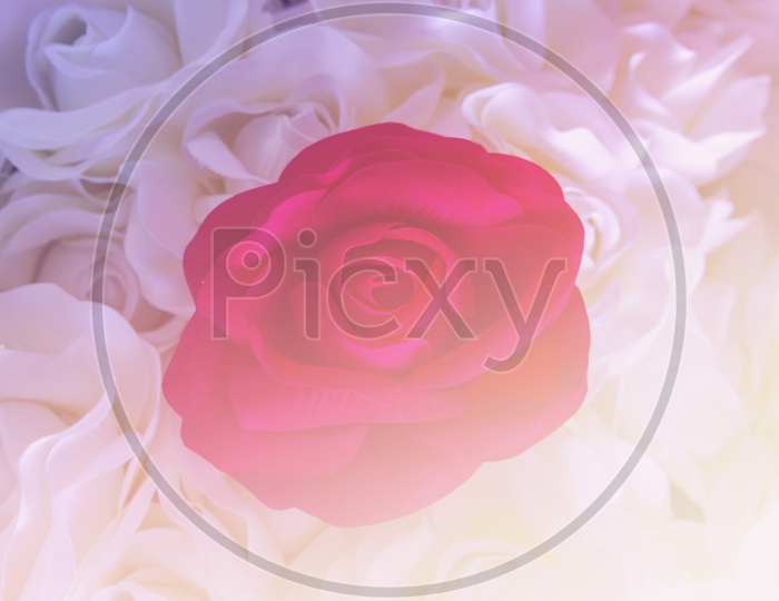 Close up of red rose flower background for Valentine's Day