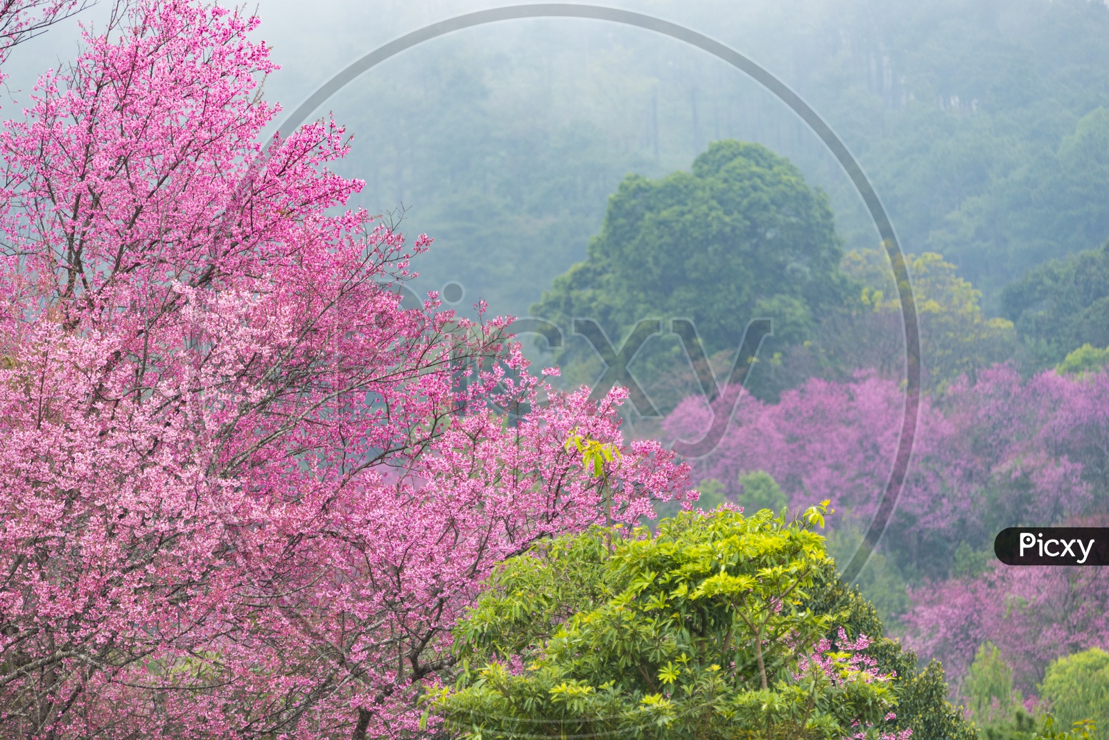 Tropical Forest With Trees And Pink Flowers