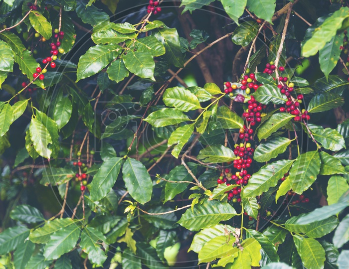 Coffee Beans Growing On trees in Field