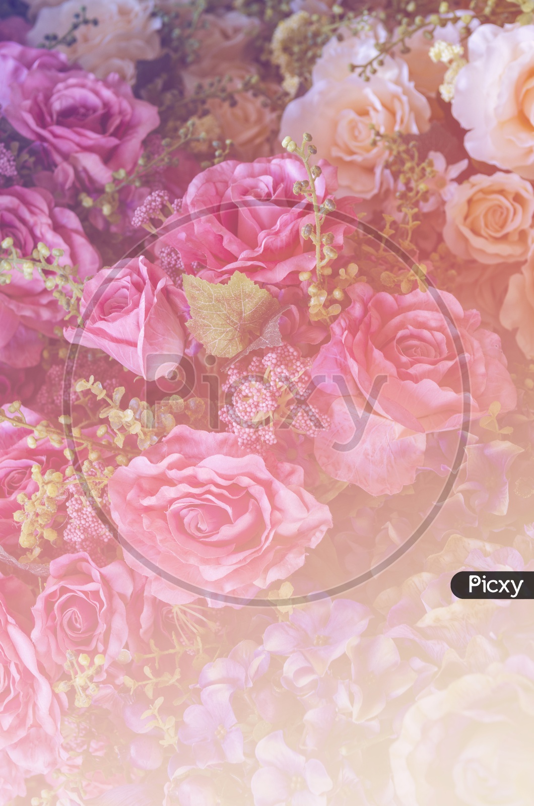 Close up of pink rose flowers background for Valentine's Day