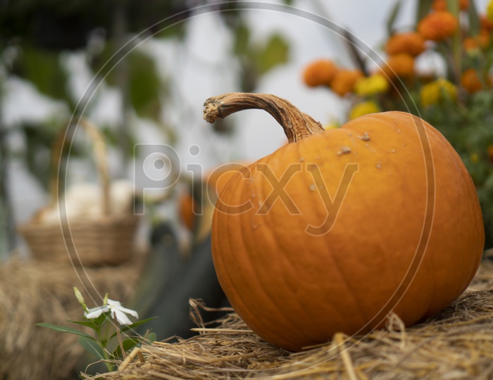 Pumpkins Growing In an Organic Farm  or Green Houses by Modern Techniques